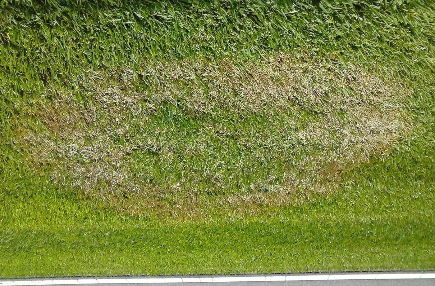 Centipedegrass lawn with irregular brown patches symptomatic of brown patch