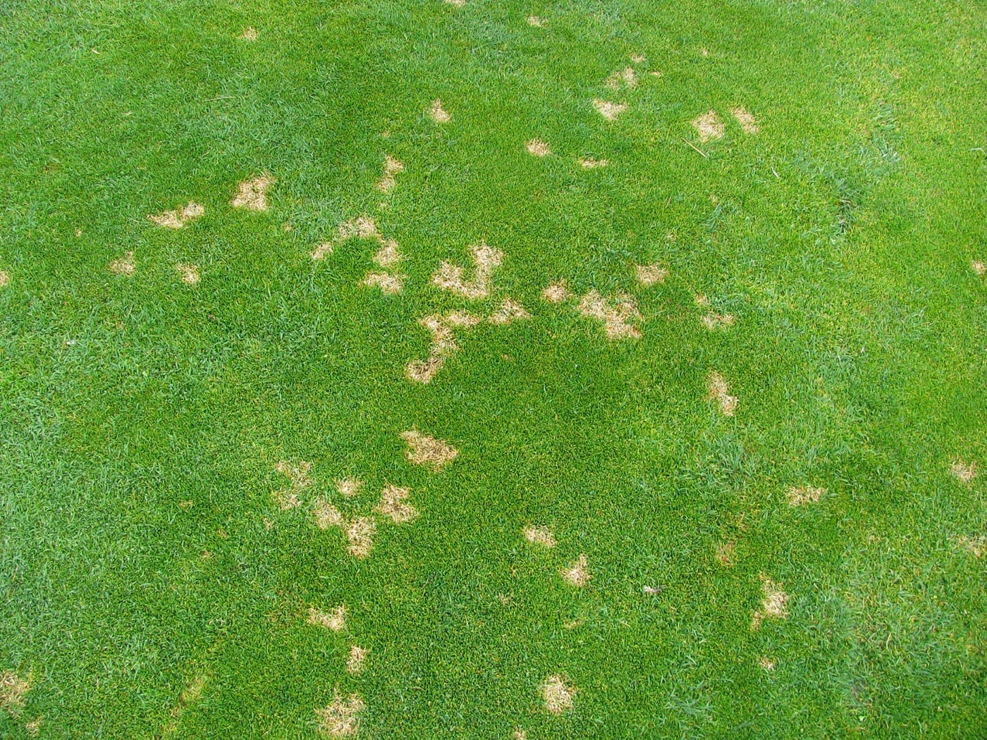 Creeping bentgrass turf with straw-colored dollar spot lesions
