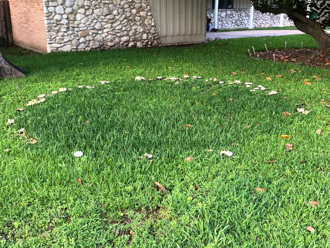 Lawn with a circular fairy ring pattern: greener grass in a ring and different tone inside