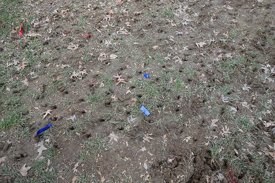 Aerated lawn showing soil cores left on the surface between grass plants