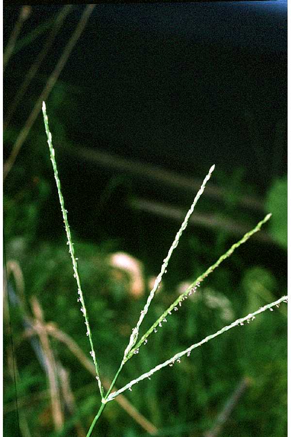Crabgrass plants with wide blades and spreading stems