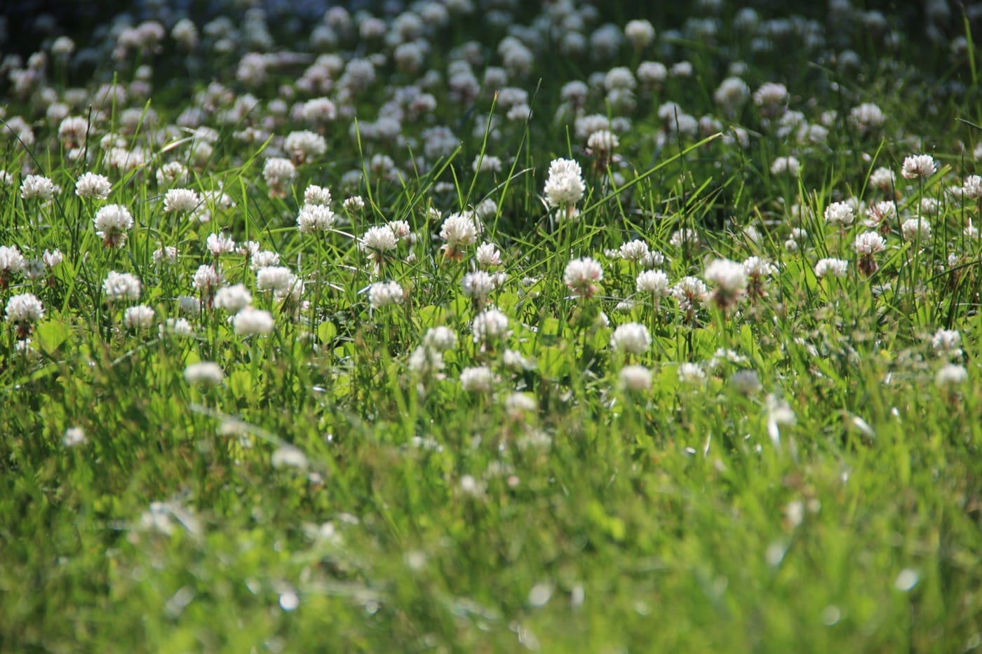 White clover with round leaves and white flower heads growing in a backyard lawn