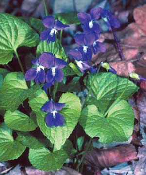 Wild violet plant with heart-shaped leaves and purple flower