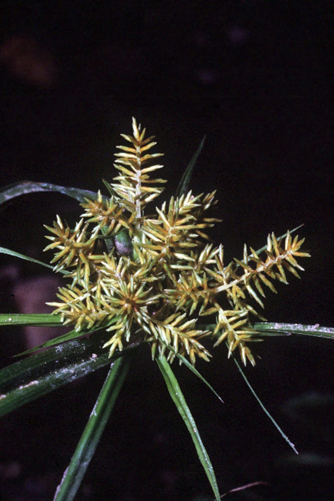 Yellow nutsedge botanical illustration showing stems leaves and roots