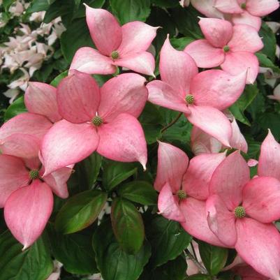 Kousa Dogwood 'Rosy Teacups®' (Cornus Kousa 'Rosy Teacups®') — reference photo