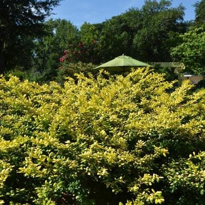 Chinese Holly 'Needlepoint' (Ilex Cornuta 'Needlepoint') — reference photo