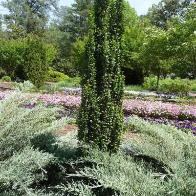 Japanese Holly 'Excelsa Schwoebel' (Ilex Crenata 'Excelsa Schwoebel') — reference photo
