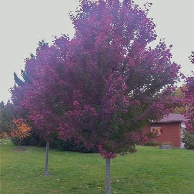 Laceleaf Japanese Maple 'Tamukeyama/Shishigashira' (Acer Palmatumz Var. Dissectum 'Tamukeyama/Shishigashira') — reference photo