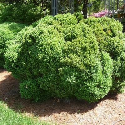 Hybrid Boxwood 'Green Mountain' (Buxus × 'Green Mountain'cone) — reference photo