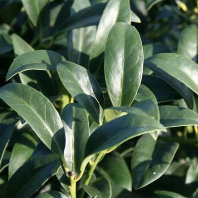 Yaupon Holly 'Pendula' (Ilex Vomitoria 'Pendula') — reference photo