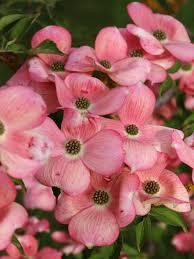 Hybrid Dogwood 'Constellation®' (Cornus × 'Constellation®') — reference photo