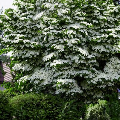 Hybrid Dogwood 'Venus' (Cornus × 'Venus') — reference photo