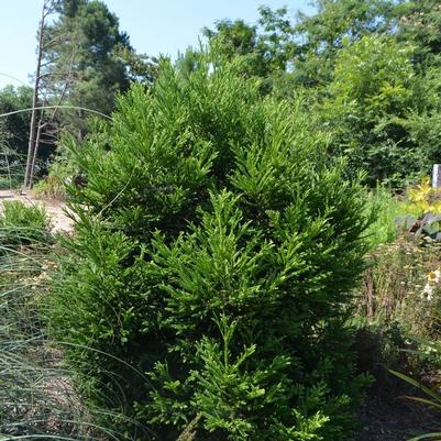 Japanese Cedar 'Globosa Nana' (Cryptomeria Japonica 'Globosa Nana') — reference photo
