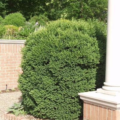 Boxwood 'SB 108' (Buxus 'SB 108') — reference photo