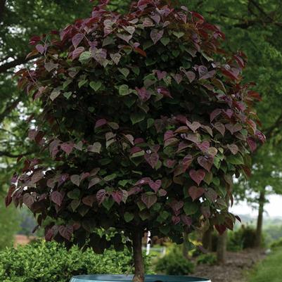 Eastern Redbud 'Garden Gems Amethyst' (Cercis Canadensis 'Garden Gems Amethyst') — reference photo