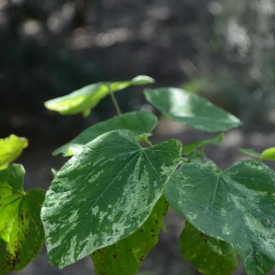 Eastern Redbud 'Whitewater' (Cercis Canadensis 'Whitewater') — reference photo