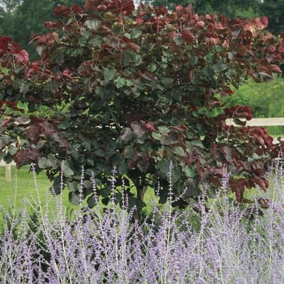 Eastern Redbud 'Flamethrower®' (Cercis Canadensis 'Flamethrower®') — reference photo