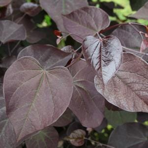 Eastern Redbud 'Vanilla Twist' (Cercis Canadensis 'Vanilla Twist') — reference photo