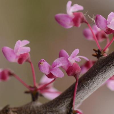Eastern Redbud 'Oklahoma Sparkler' (Cercis Canadensis 'Oklahoma Sparkler') — reference photo