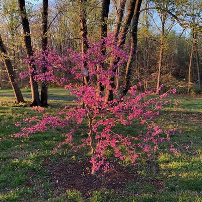 Eastern Redbud 'Whitewater' (Cercis Canadensis 'Whitewater'Green/White Variegated Foliage;) — reference photo