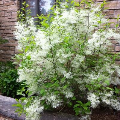 Chinese Fringe Tree 'Tokyo Tower' (Chionanthus Retusus 'Tokyo Tower') — reference photo