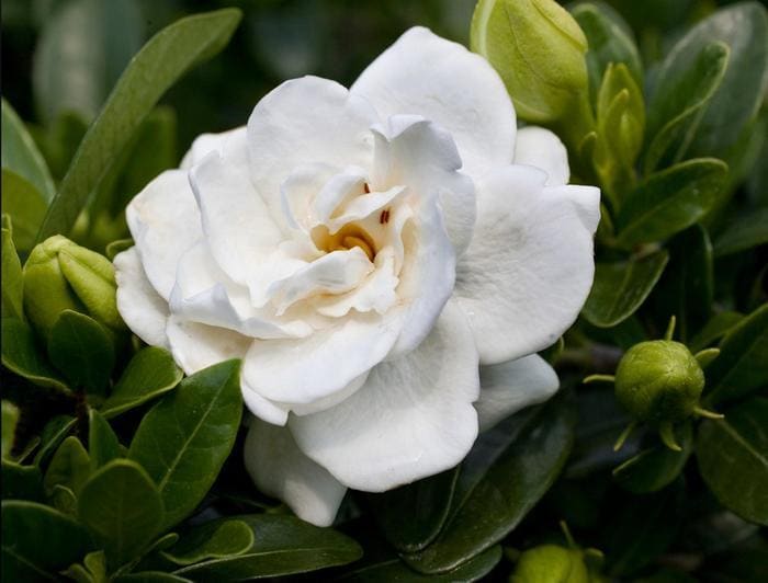 Crown Jewel Gardenia PP#19896 (Gardenia) — reference photo