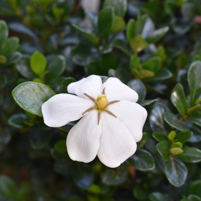 Kleim's Hardy Gardenia (Gardenia jasminoides 'Kleim's hardy') — reference photo