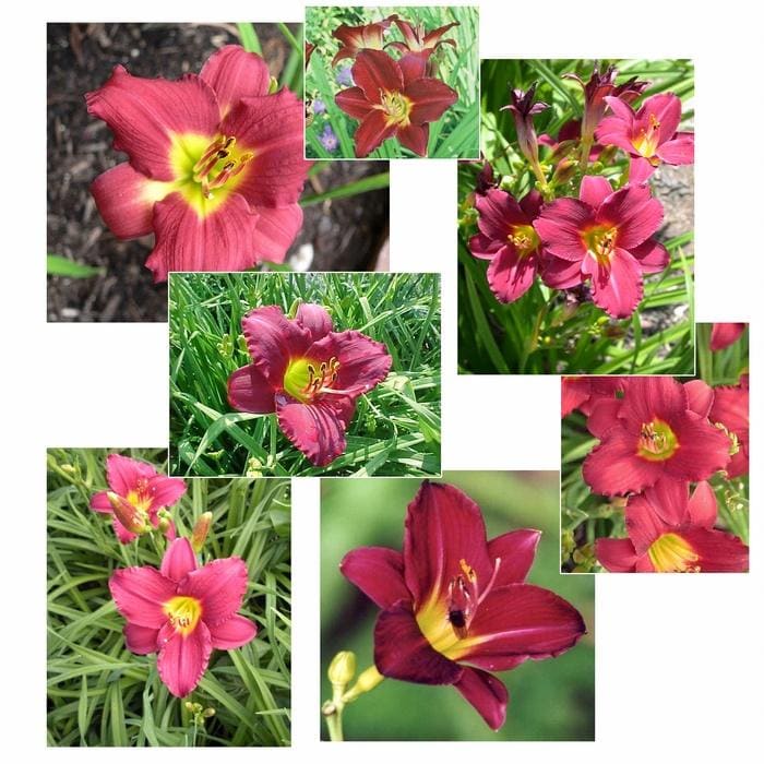 Pardon Me Daylily (Hemerocallis 'Pardon me') — reference photo