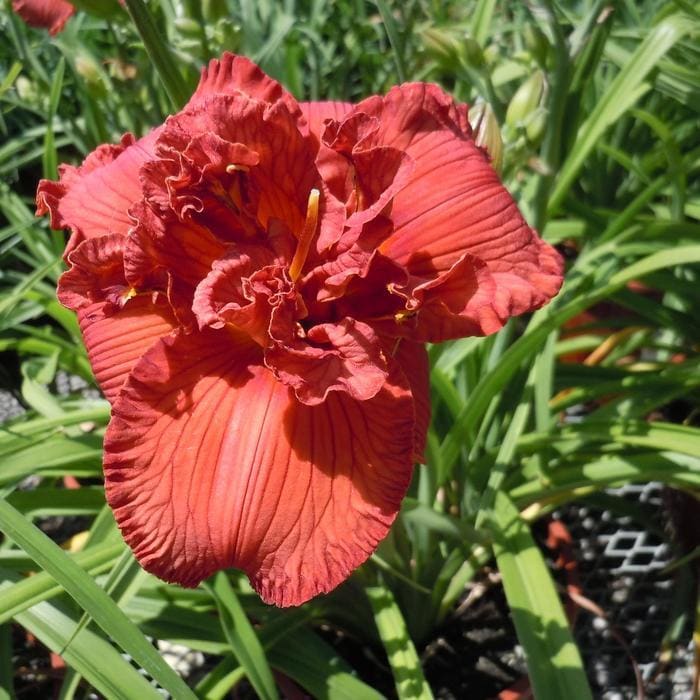 Happy Returns Daylily (Hemerocallis 'Happy returns') — reference photo