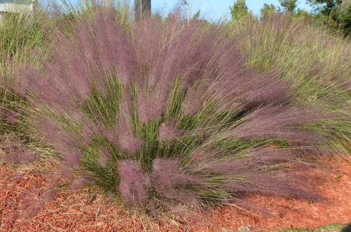 Muhly Grass (Muhlenbergia capillaris) — reference photo