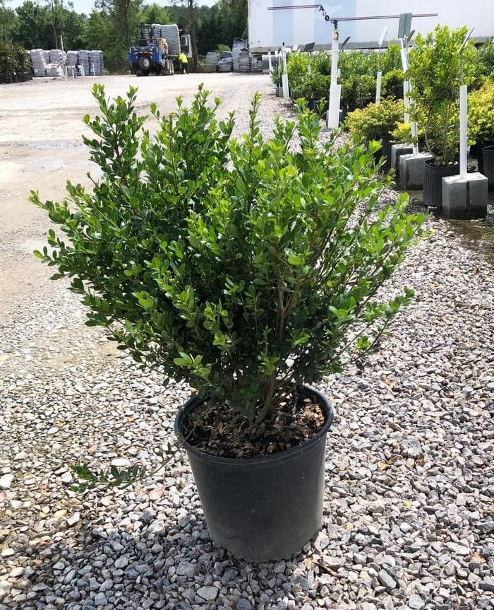 Compact Japanese Holly (Ilex crenata 'Compacta') — reference photo