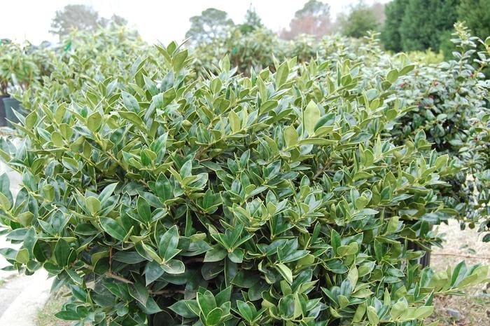 Carissa Holly (Ilex cornuta 'Carissa') — reference photo