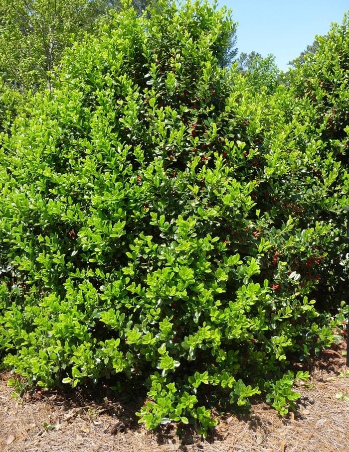 Dwarf Burford Holly (Ilex cornuta 'Burfordii nana') — reference photo