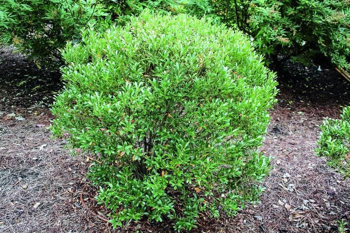 Shamrock Inkberry Holly (Ilex glabra 'Shamrock') — reference photo