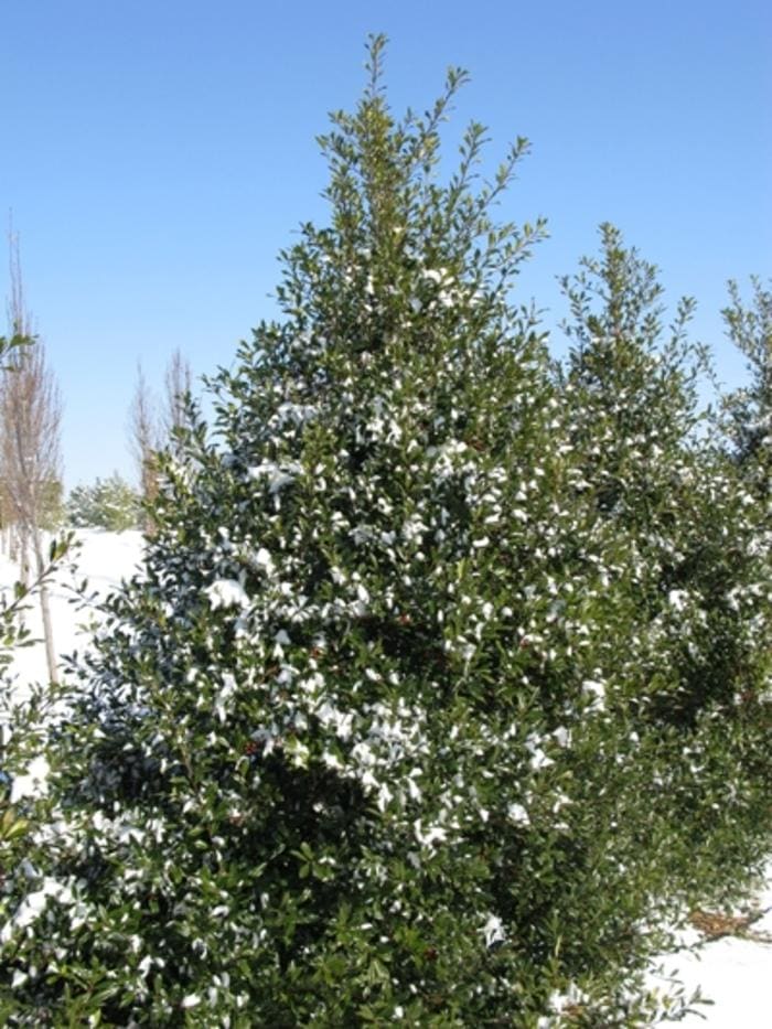 Foster Holly (Ilex × attenuata 'Fosteri') — reference photo