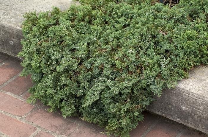 Blue Rug Juniper (Juniperus horizontalis 'Wiltonii' 8-9") — reference photo