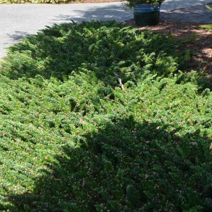 Blue Pacific Shore Juniper (Juniperus conferta 'Blue pacific' 14-16"w) — reference photo
