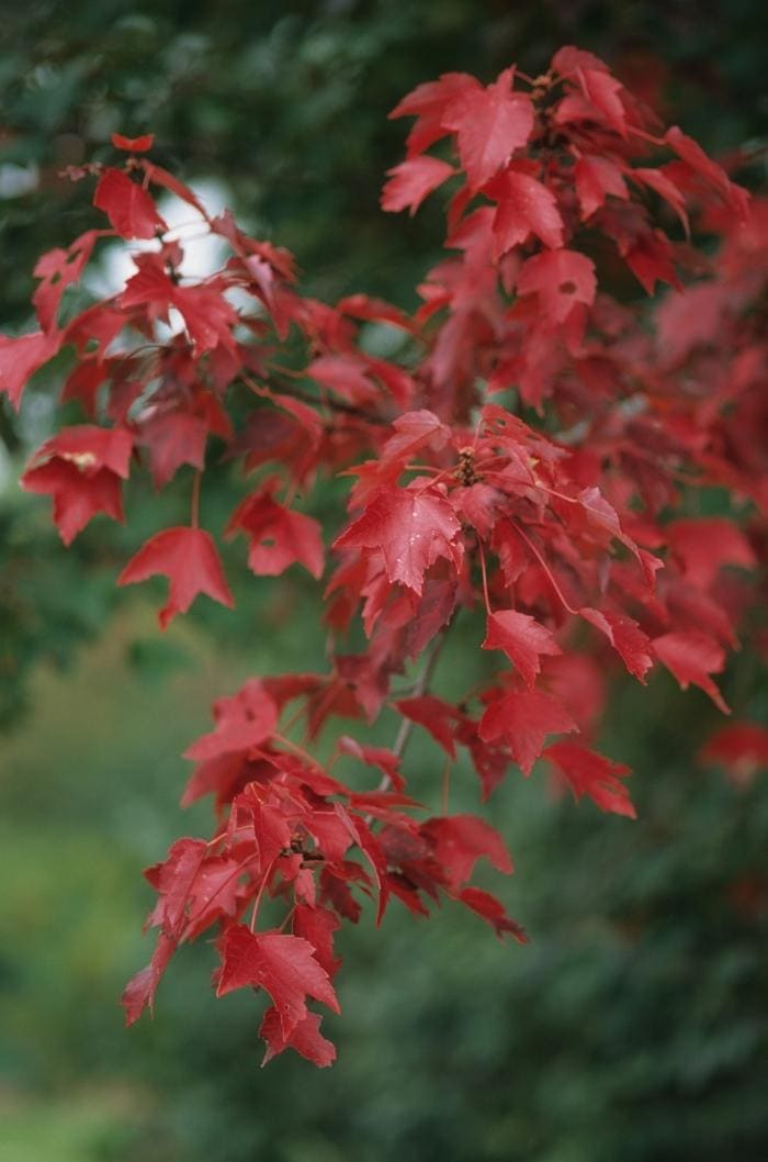 October Glory(R) Red Maple PP#2116 (Acer rubrum) — reference photo