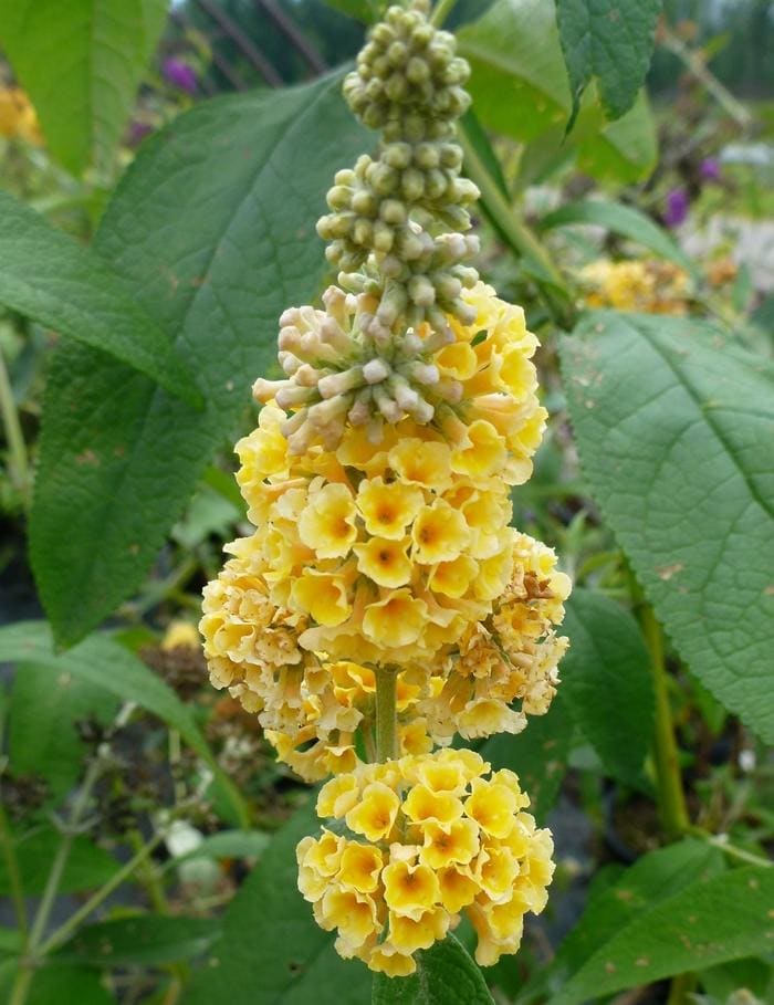 Lo & Behold(R) Pink Micro Chip Butterfly Bush (Buddleia × lo & behold(r) 'Pink micro chip' ppaf) — reference photo