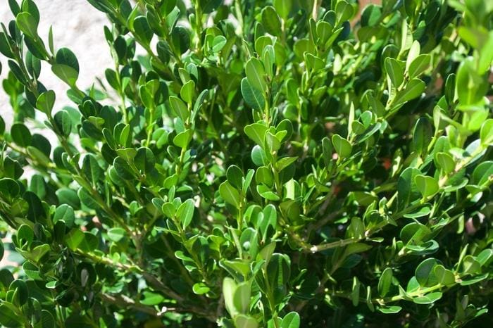 Wintergreen Littleleaf Boxwood (Buxus microphylla 'Wintergreen') — reference photo