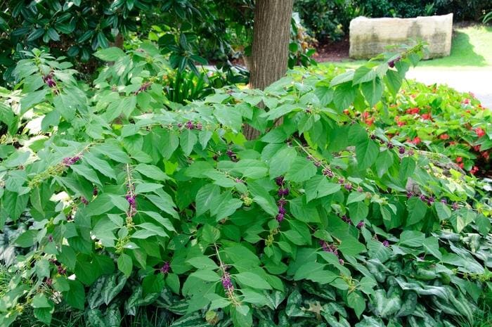 American Beautyberry (Callicarpa americana) — reference photo
