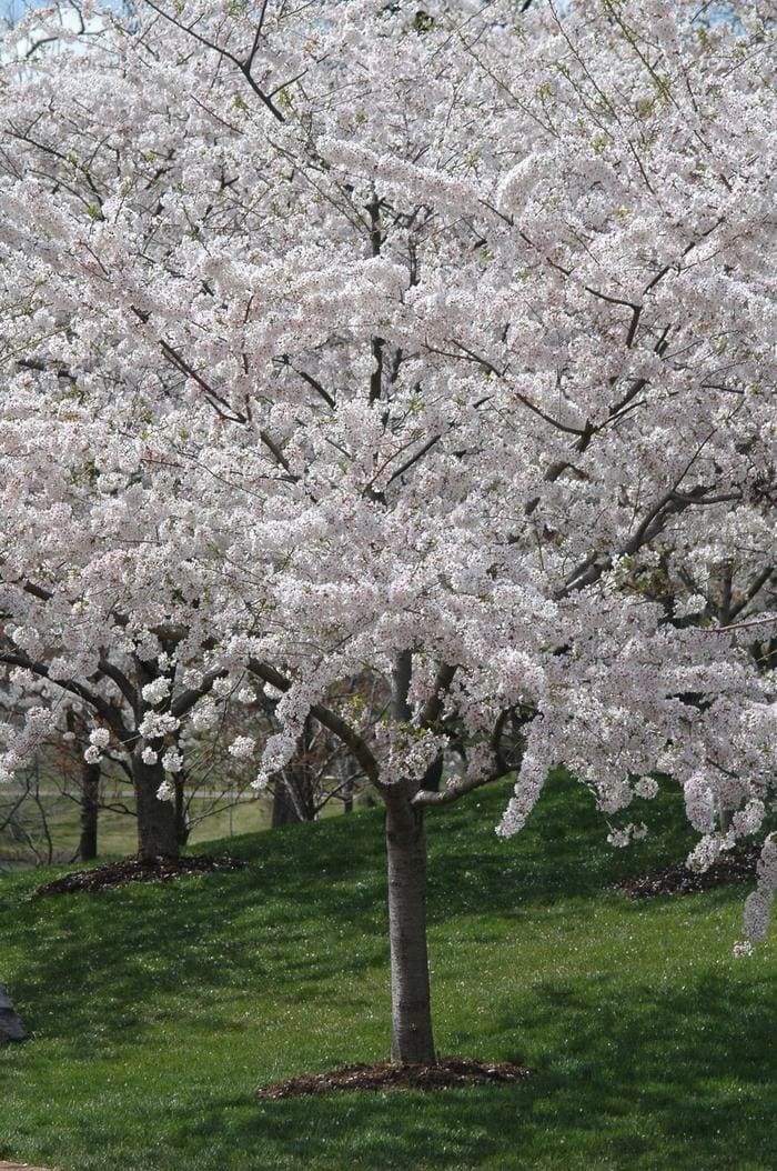 Yoshino Cherry (Prunus × yedoensis) — reference photo