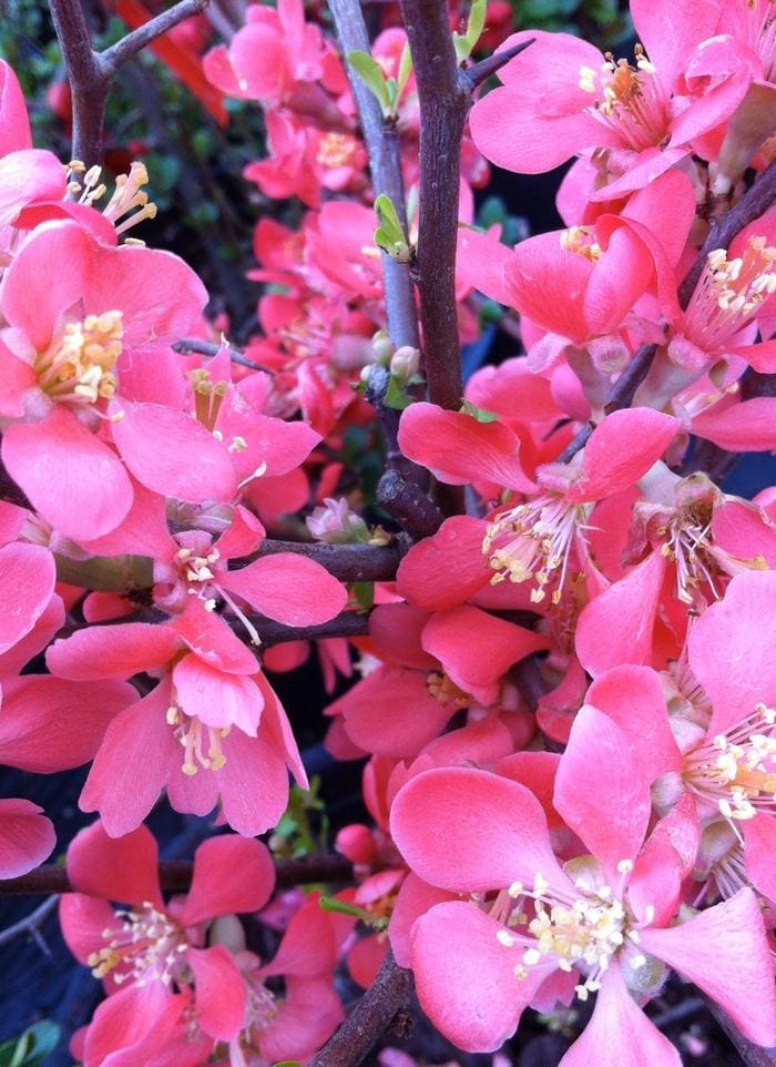 Texas Scarlet Flowering Quince (Chaenomeles speciosa 'Texas scarlet') — reference photo