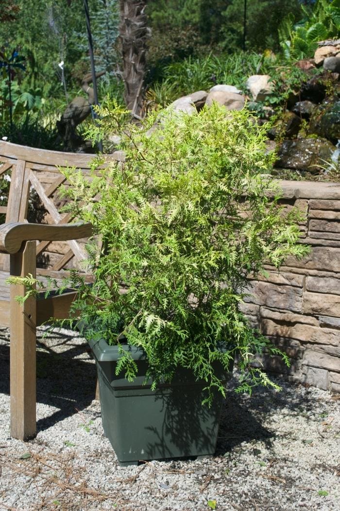 Vintage Gold Falsecypress (Chamaecyparis pisifera 'Vintage gold') — reference photo
