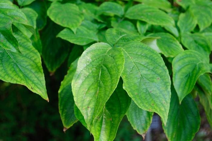 Hybrid White Flowering Dogwood (Cornus florida × kousa) — reference photo