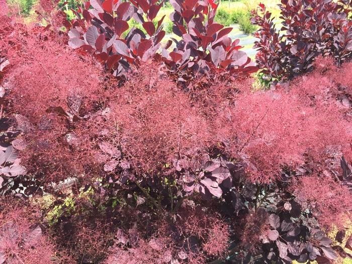 Hybrid Pink Flowering Dogwood (Cornus × pink) — reference photo