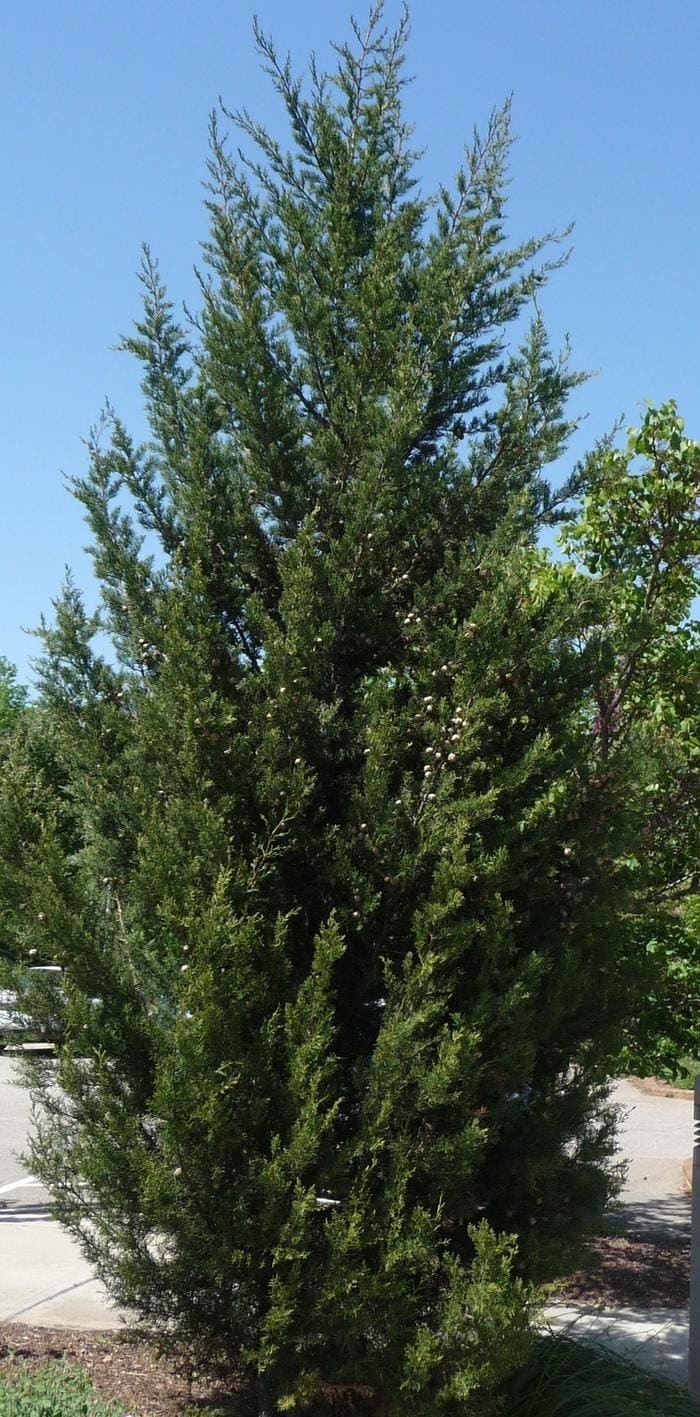 Italian Cypress (Cupressus sempervirens) — reference photo