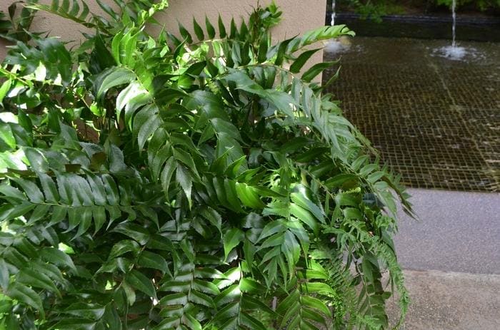 Holly Fern (Cyrtomium falcatum 'Rochfordianum') — reference photo