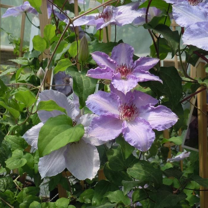 Happy Jack(R) Purple Clematis PP#20343 (Clematis × 'Zojapur' pp#20343) — reference photo