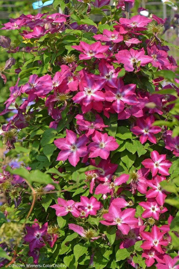 Ramona Clematis (Clematis 'Ramona') — reference photo